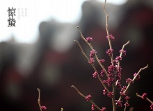 《驚蟄》雨水一過(guò)，地氣漸漸蒸騰上來(lái)。麥田澆了二遍水，更綠更密實(shí)了，眼看著瘋長(zhǎng)起來(lái)。空氣里濕漉漉里。[詳細(xì)]