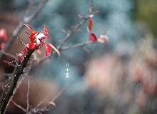 《小寒》正是小寒天氣，三九了。一九二九不出手，三九四九冰上走。今年一場(chǎng)雪還沒(méi)下，大地卻都上凍了。[詳細(xì)]